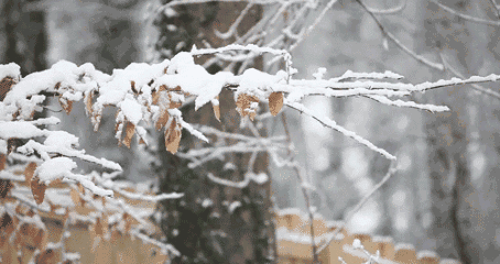 期待一场雪