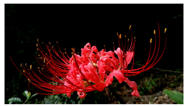 彼岸花开花解语