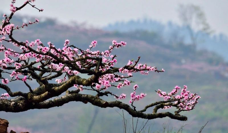 《又见一年桃花红》