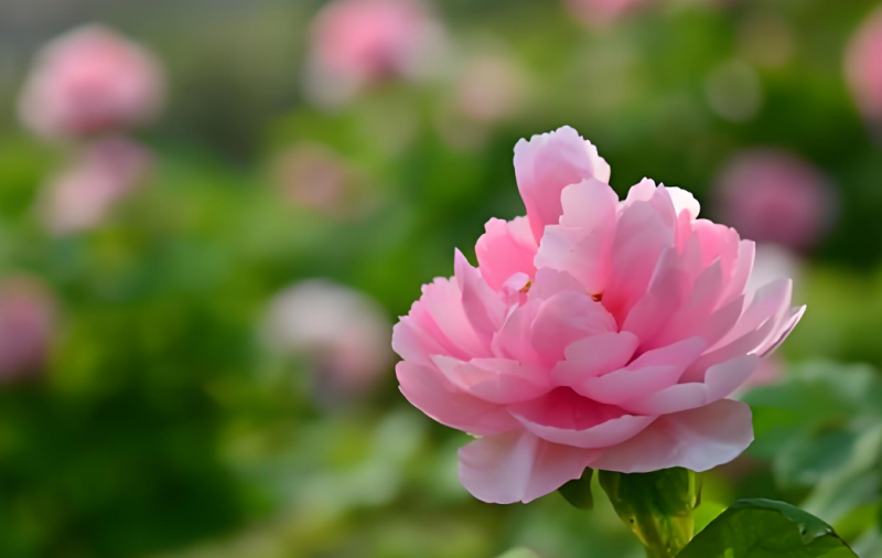 春有牡丹正开花