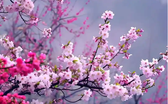微信图片_20250326154240